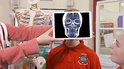 KS2 Science: How do muscles and bones work?