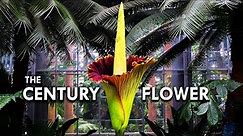 Corpse Flower: The Tallest Flower In The World