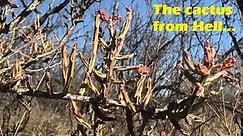 Texas Native Plant Spotlight: Tasajillo Cactus