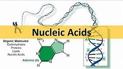 Nucleic Acids & DNA Replication (updated)