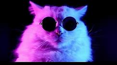Cat Feline Glasses Cool Live Wallpaper
