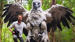 15 The Strongest and Largest Eagle in The World