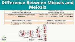 Difference Between Mitosis and Meiosis | Cell Cycle
