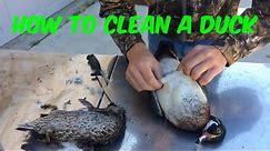 Duck cleaning | How to clean a duck