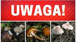 Najbardziej trujące grzyby w Polsce. Muchomor, czubajeczka, hełmówka. Uważajcie, tych grzybów nie wolno zbierać w naszych lasach!