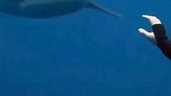 Huge Tiger Shark 🦈 Friendly Tiger Shark . . #tigershark #sharklover #viralreels #viralreel #fyp #trend #virals #viral #oceanlife #fishhuntertv | Fish Hunter TV