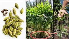 The Secret to Cardamom Plant Growing From Seed | How to Planting Cardamom Plant at Home | #Cardamom