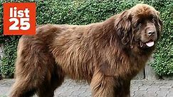 25 Of The World’s Largest Dog Breeds