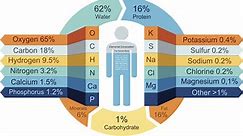 Human Body Composition as Elements and Compounds