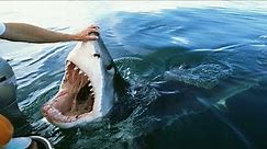 30 Scariest Shark Encounters Ever Caught On Camera