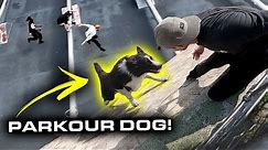 PARKOUR DOG is BETTER THAN YOU! 🇩🇪