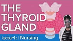 Thyroid Gland: Where Is It Located and What Does It Do? | Lecturio Nursing Physiology