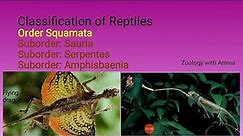 Classification of reptiles | Order Squamata Suborders Sauria, Serpentes, and Amphisbaenia