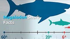 Megalodon Facts - The Largest Ocean Predator