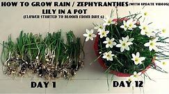 How to Grow Rain / Zephyranthes Lily in a Pot (With Update Videos)