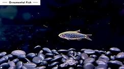 Danio margaritatus X D. erythromicron / 夢幻金鑽