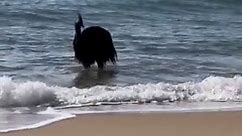 Stunned beachgoers watch ‘world’s most dangerous bird’ emerge from ocean, video shows