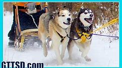 Sled Dog Races Siberian Husky Mush M.U.S.H. Dog Sledding 2014 Thunder Bay Classic