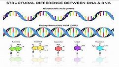 Difference between DNA and RNA