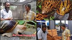 From GHC1,000 To GCH14,400,000 Worth Through Snail Farming In Seven Years