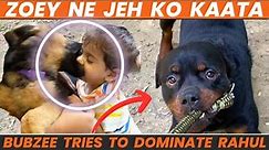 German Shepherd Zoey Bites Jeh On His Mouth: Male Rottweiler Bubzee Tries To Show Dominance To Rahul