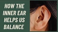 How the Inner ear helps us BALANCE