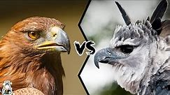 Golden Eagle VS Harpy Eagle - Who Is The King Of The Sky?