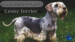 Cesky Terriers - Cesky Terrier Dog Breed. All Characteristics And Facts About Cesky Terrier