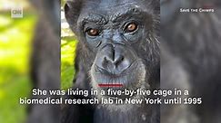 Watch chimp react to seeing sky for first time after being caged her whole life