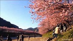The Early Blooming Sakura of Kawazu