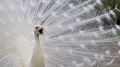 white peacock 2019 🦚 by ani male in ultra HD 🦚