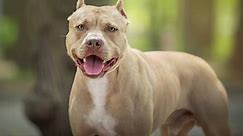 Discover the Top 8 Largest Pit Bull Breeds