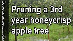 Pruning 3rd Year Honeycrisp Apple Tree
