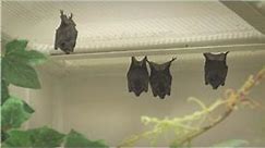 Bats : Why Do Bats Hang Upside Down?