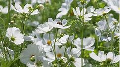 Cosmos bipinnatus 'Purity'