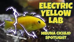 Mbuna Cichlids - Electric Yellow Lab - General Care/Species Overview