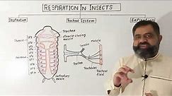 Tracheal System of Insects English medium @prof.masoodfuzail| Gas Exchange in Insects | Spiracles