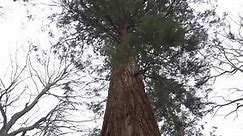 Giant sequoias thriving in UK, rivalling America's