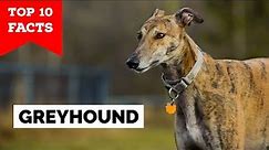 Greyhound - Top 10 Facts