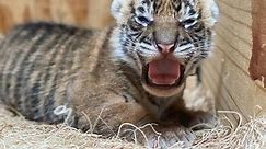 Two endangered tiger cubs born at Memphis Zoo