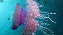 Facts: The Cauliflower Jellyfish (Crowned Jellyfish)