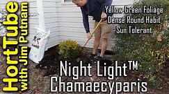 Night Light™ Chamaecyparis - Beautiful Year Round Interest Shrub