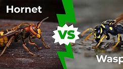 Hornet vs Wasp - How to Tell the Difference in 3 Easy Steps