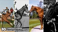 The 10 Famous Horses in History | History of the Most Iconic Horses in the World