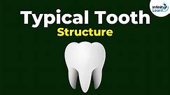 Structure of a Typical Tooth | Don't Memorise
