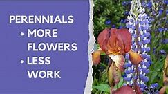 Perennials made easy - how to choose and grow the best plants for your borders