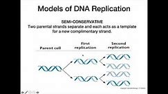 DNA Replication Models