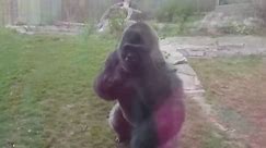 Gorilla cracks exhibit glass at zoo