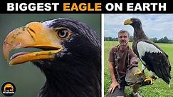 Steller's Sea Eagle - The Biggest Eagle on Earth