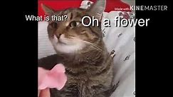 Flower cat meme